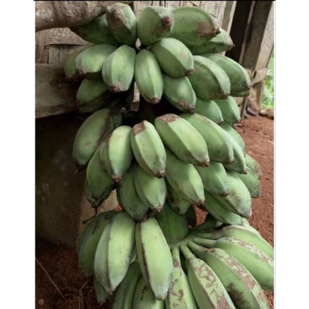

Pisang kapok mentah 1kg murah
