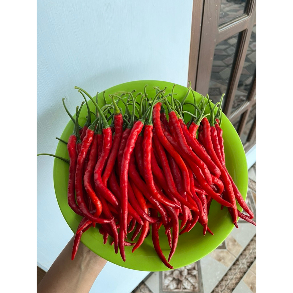

CABE MERAH KERITING FRESH LANGSUNG DARI PETANI LOKAL