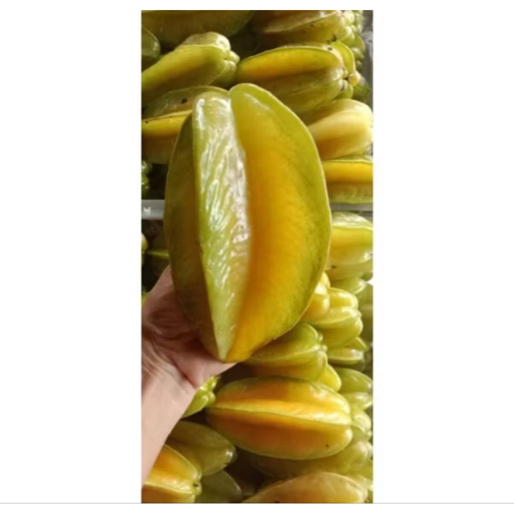 

Buah Belimbing Madu Manis