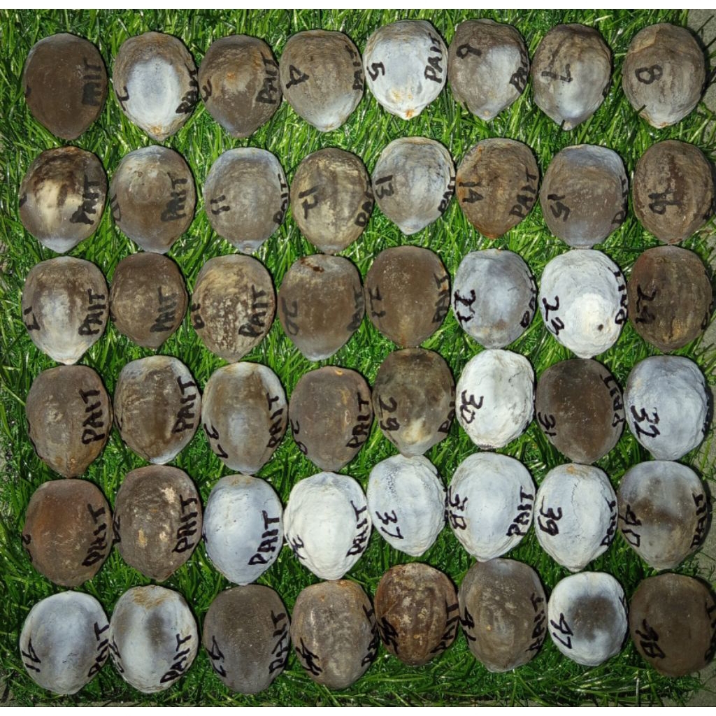 Muncang Jayanti Anak Si Pait Original AA MUNCANG