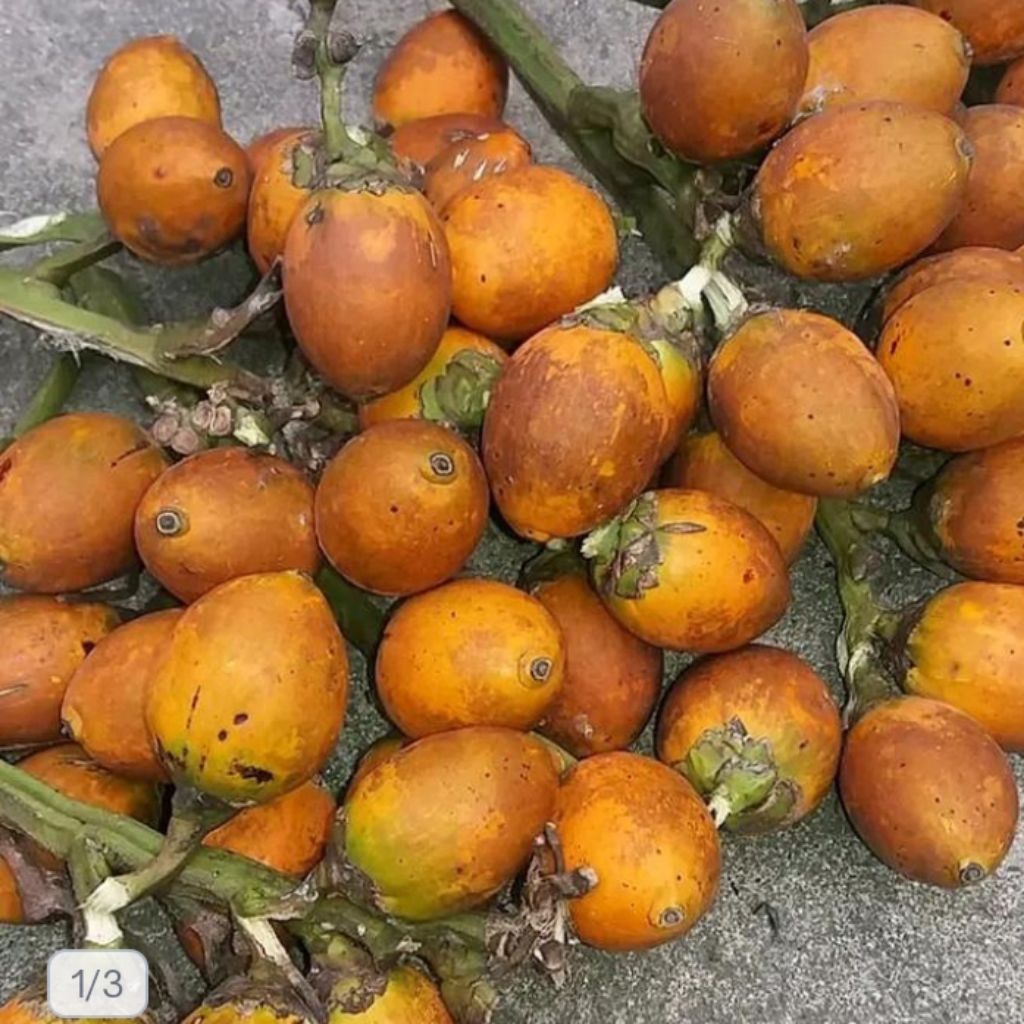 

1kg buah pinang tua segar utuh