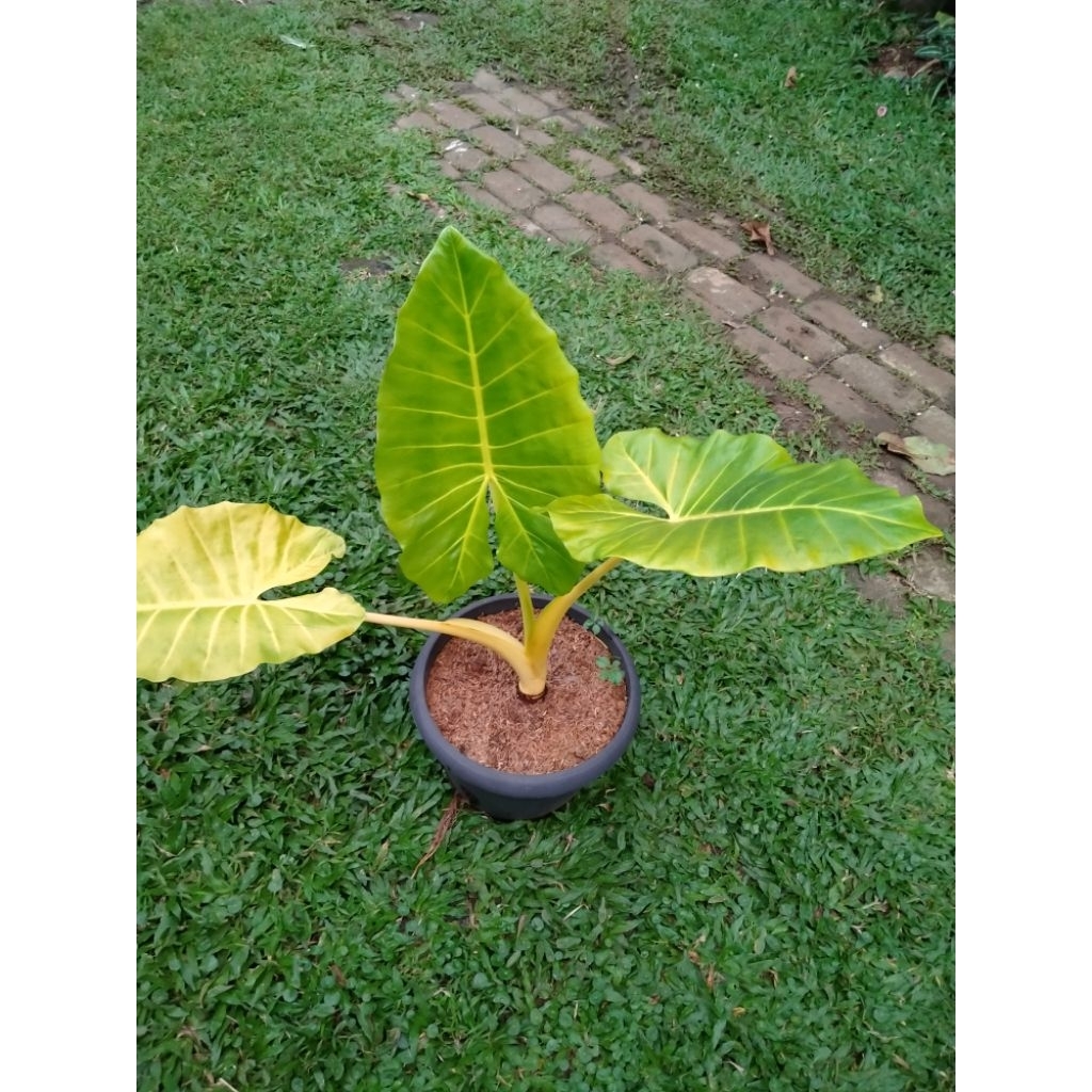 Tanaman sente golden