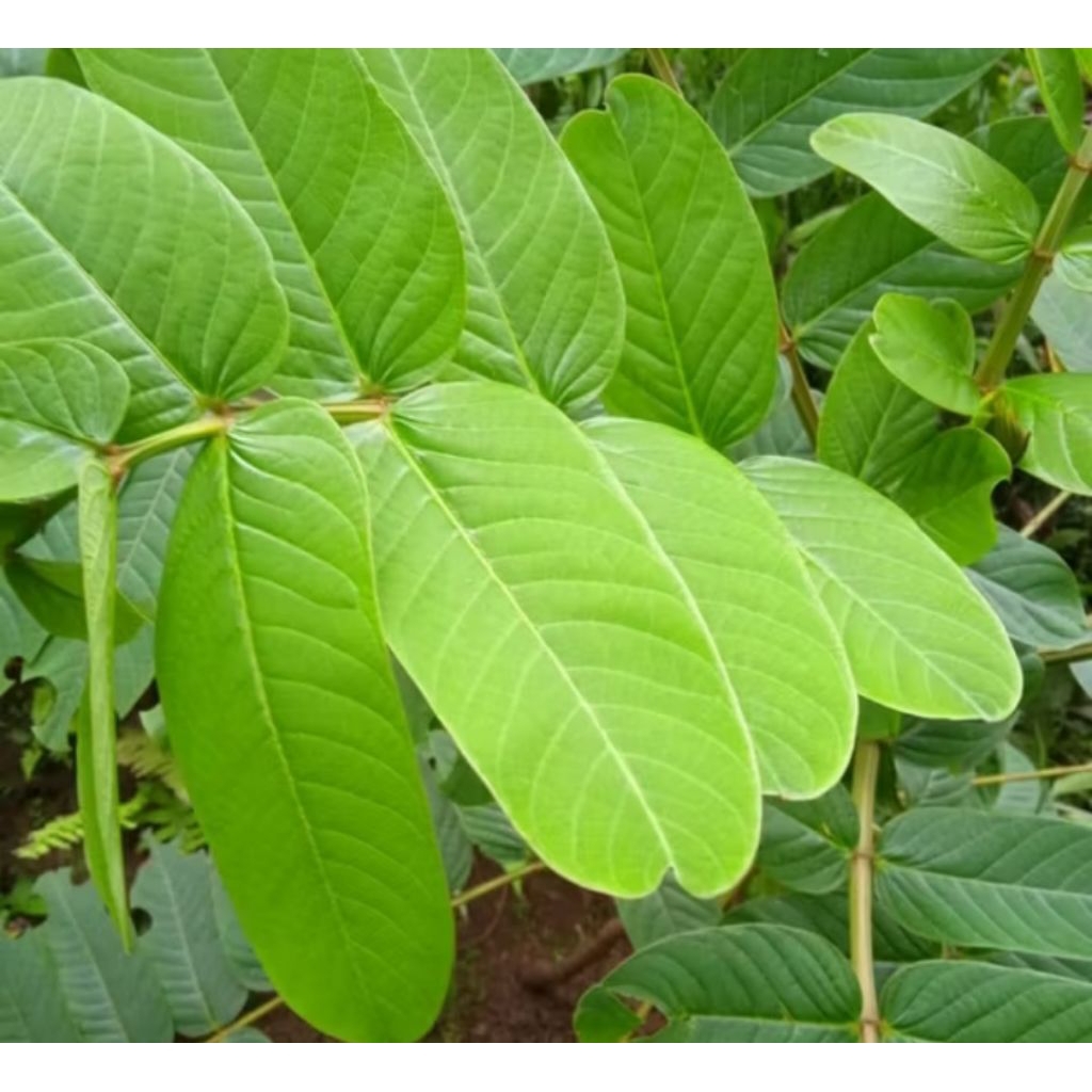 

DAUN KETEPENG/KIMANILA 30 PCS, BARU PETIK SEGAR