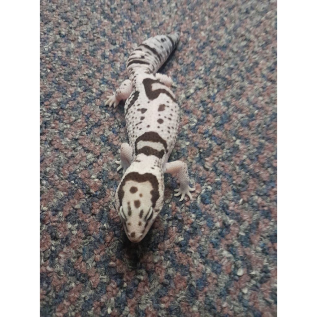 display African fat tailed gecko White Out Oreo warna cerah bisa berjalan