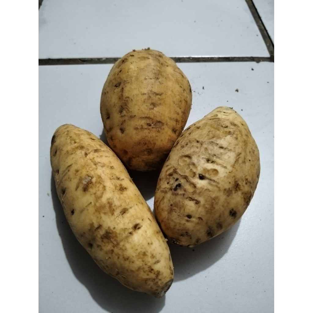 

Ubi Cilembu 2 Kg Super Rasa Manis Harga Murah