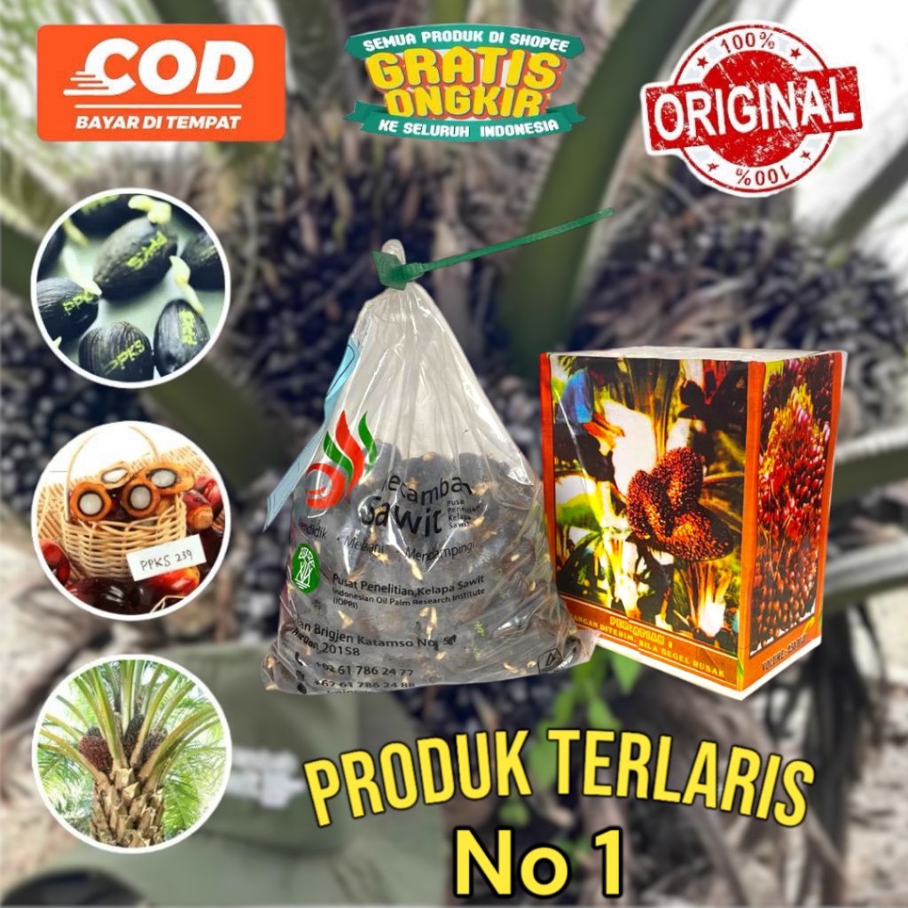 Bibit Benih Kecambah Sawit PPKS 239 Unggul Bersertifikat Resmi | Benih Kelapa Sawit Original DxP | S