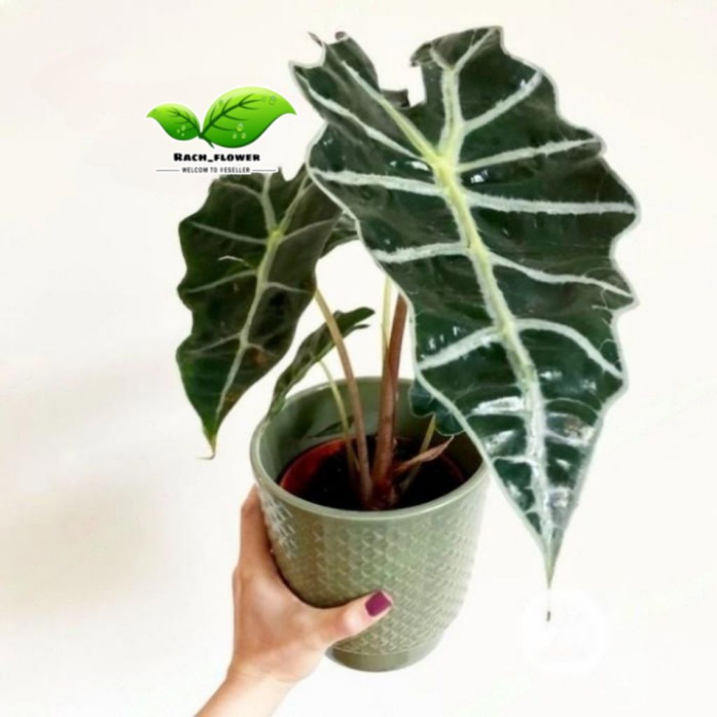 Tanaman hias Alocasia amazon - alocasia amazonica - keladi amazon