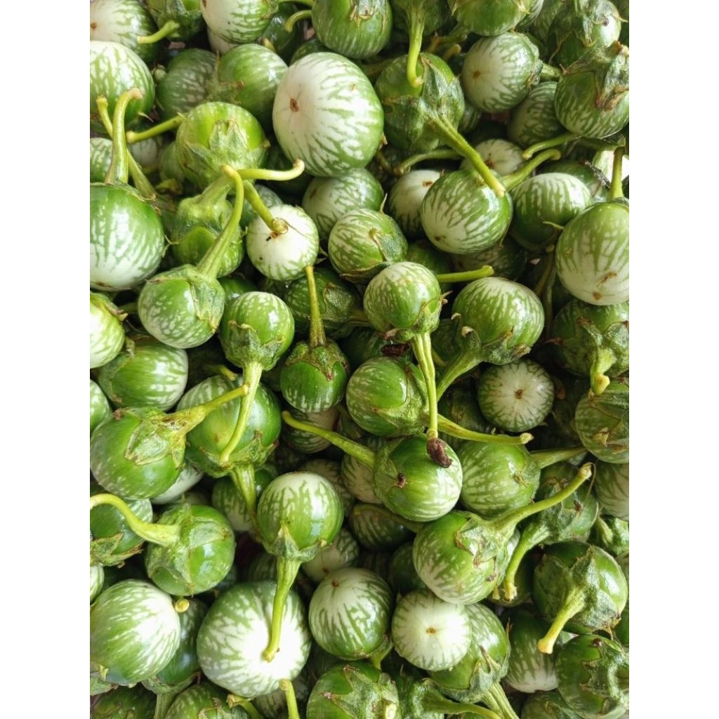 terong ijo buled lalap 1 kg