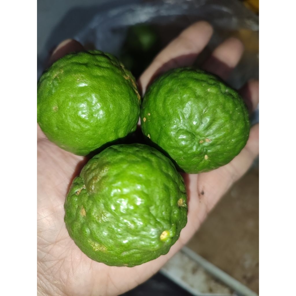 

JERUK PURUT UKURAN TANGGUNG HRG SATUAN