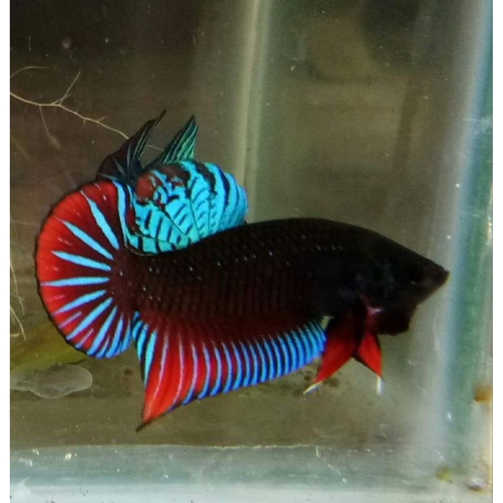 paket cupang adu silangan mds