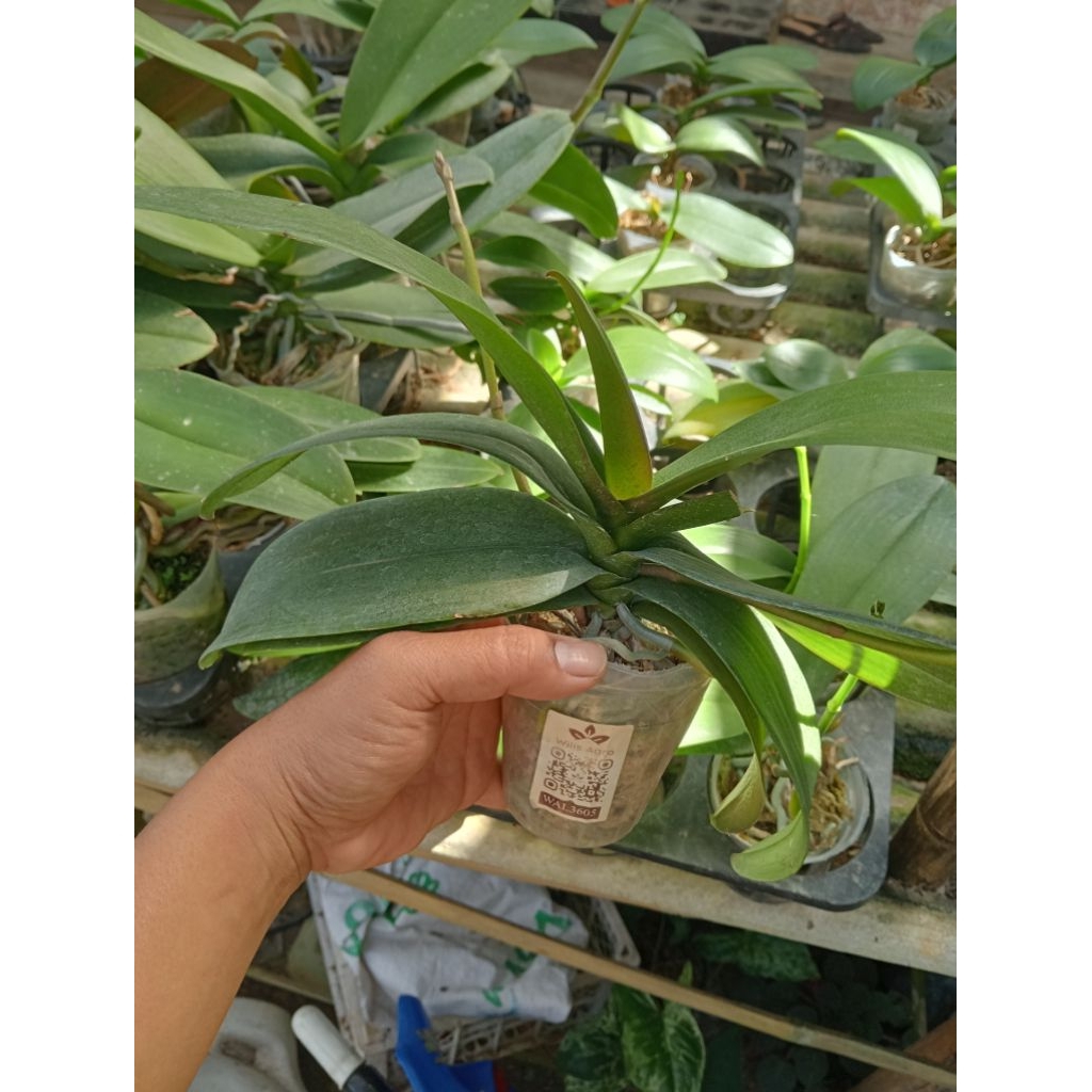 Anggrek Bulan Mini Spek/ Knop