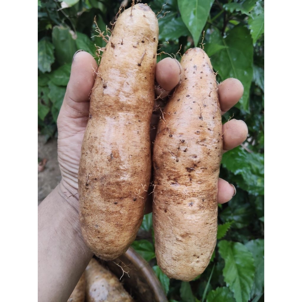 

umbi gembili ketan pulen legit 1kg