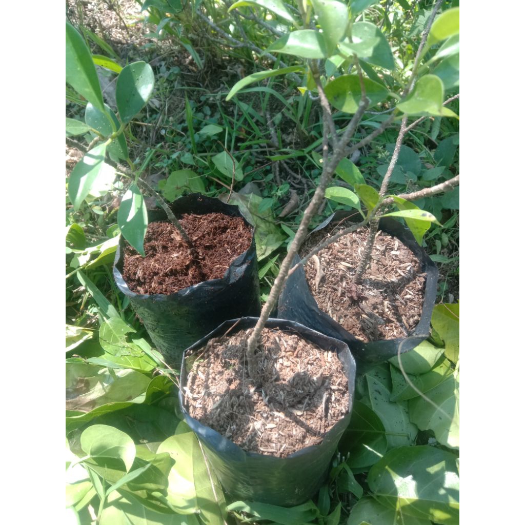 bibit kimeng hasil cangkokan TB-+30CM