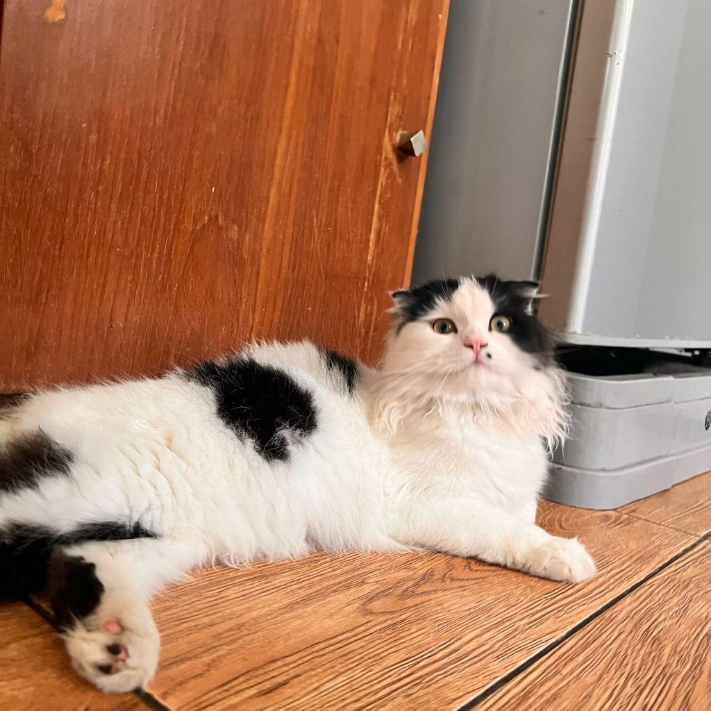 

prinan print invoice scottish fold cat scotish bicolor bico white black telinga lipat putih hitam warna sapi kucing ras skotis bsh bukan persia