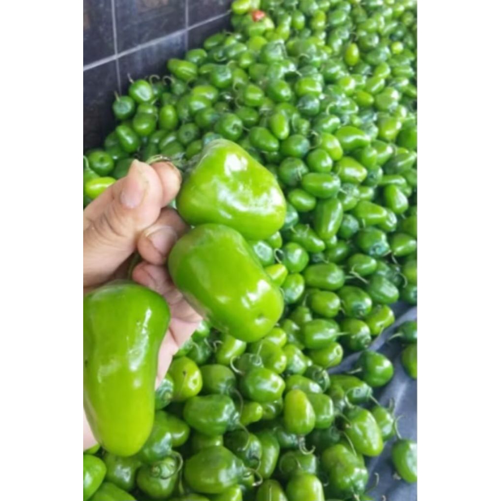 

cabe gendot fresh 1 kg
