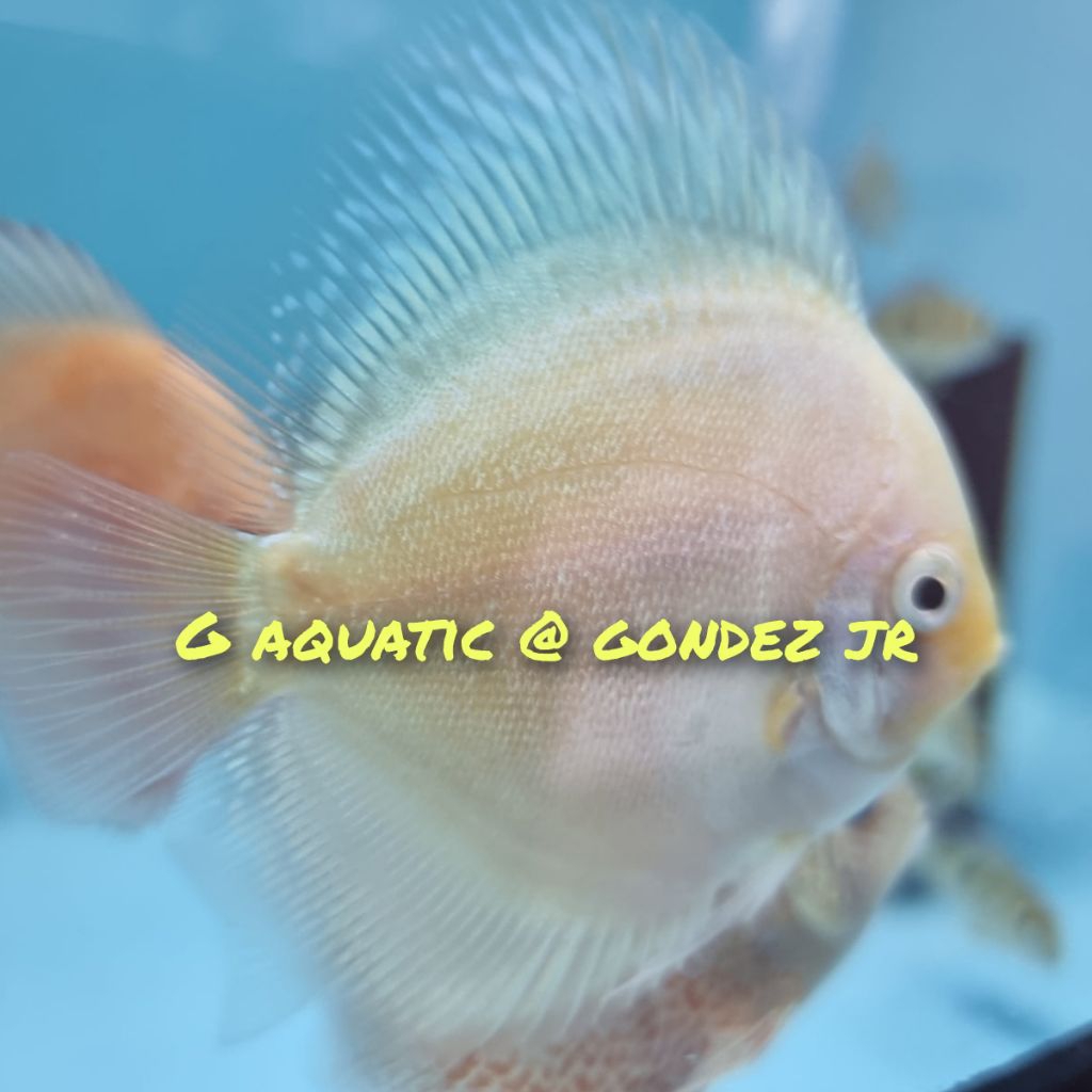 ikan discus white diamond size 7cm