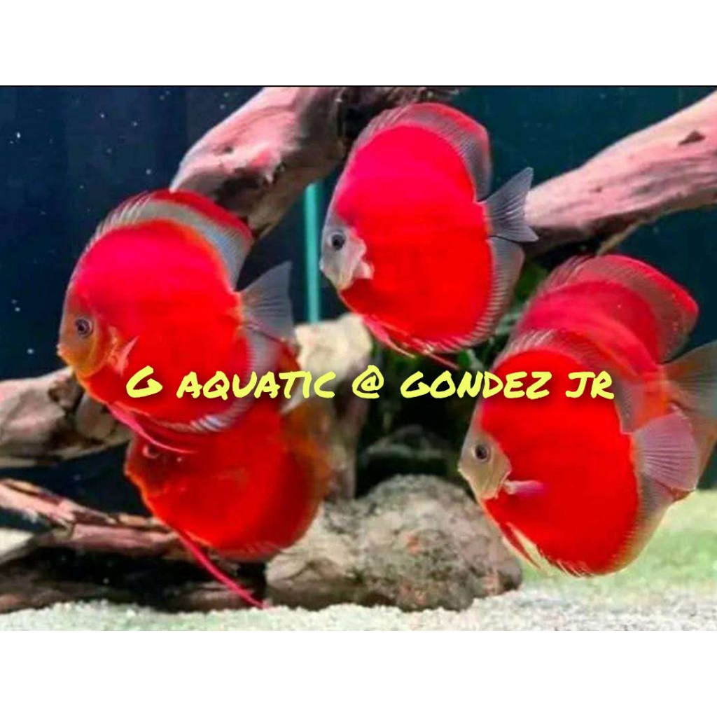 ikan discus sun merah size 7cm