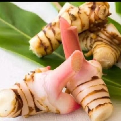 

Lengkuas 1kg besih lengkuas laja