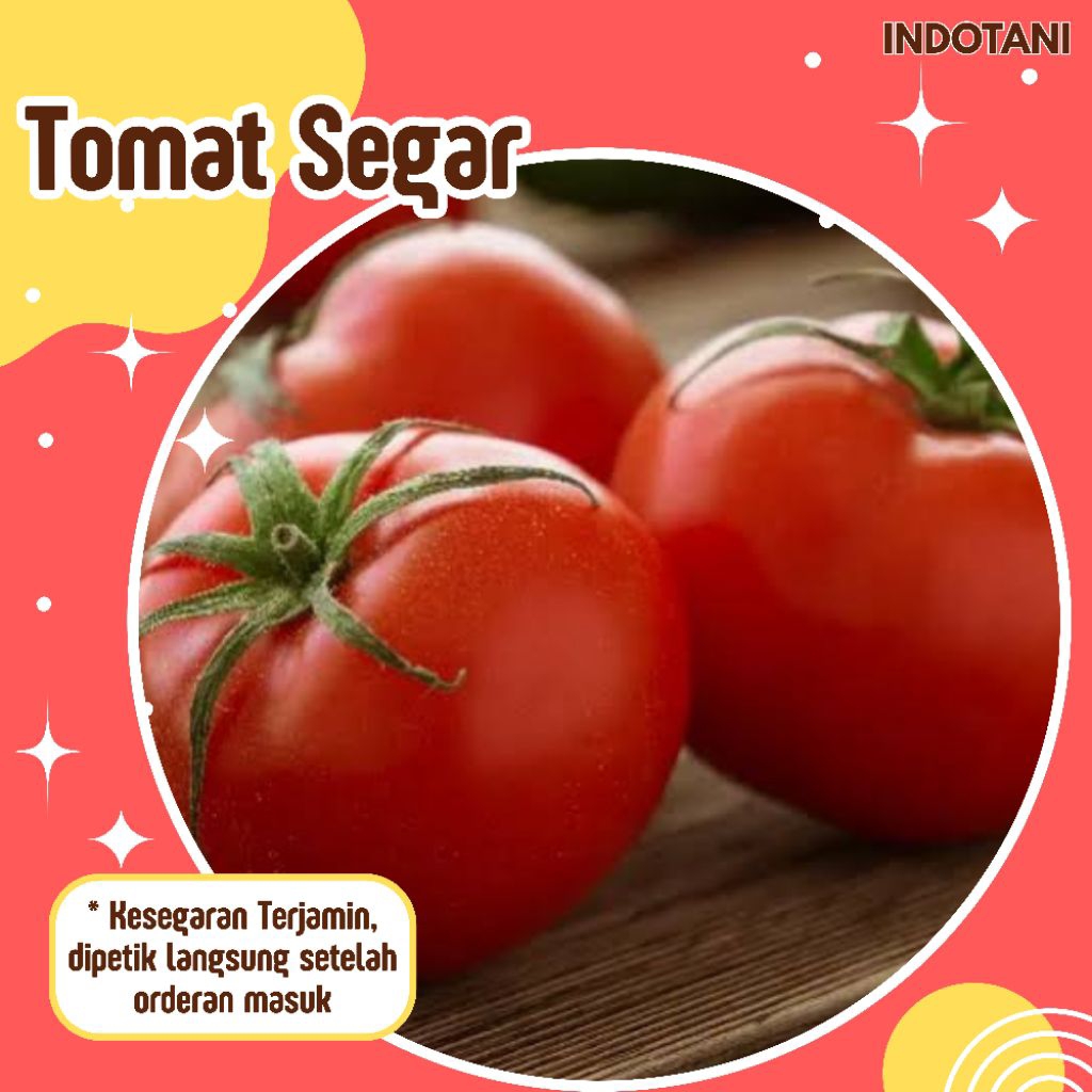 

INDOTANI_ Tomat Segar 250gr / Tomat Sayuran Berkualitas / Sayuran Indotani