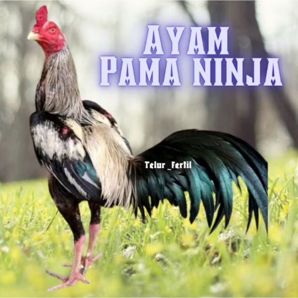 

telur ayam pama ninja original bisa untuk di tetaskan
