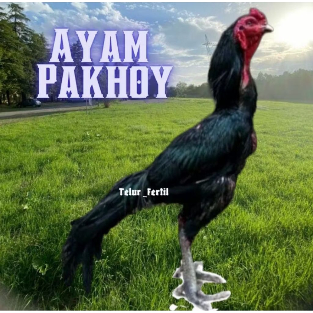 

telur ayam pakhoy ori full brakot brutal thailand petarung bisa untuk di tetaskan