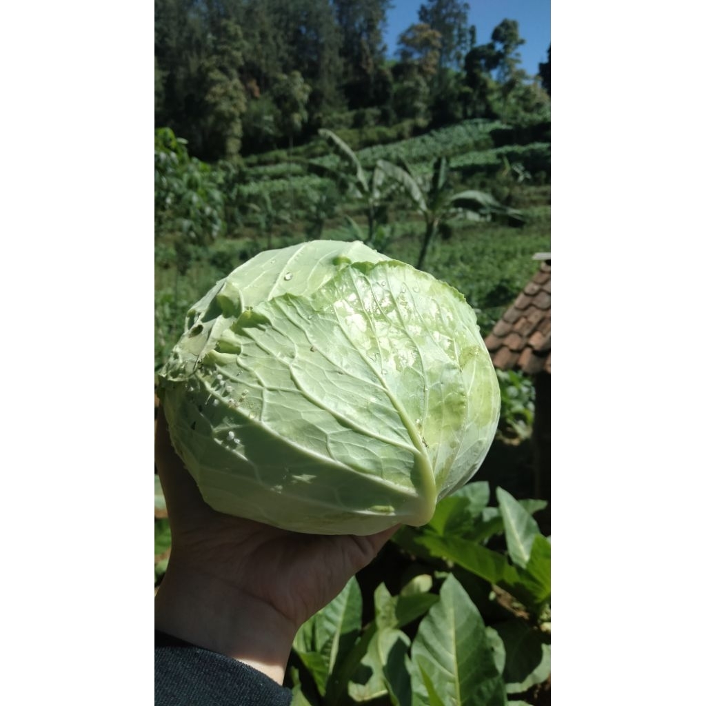 

Sayur Kol Lokal Segar Produk Tukang SayurGo