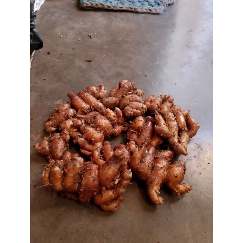 

kencur segar dan besar 1kg