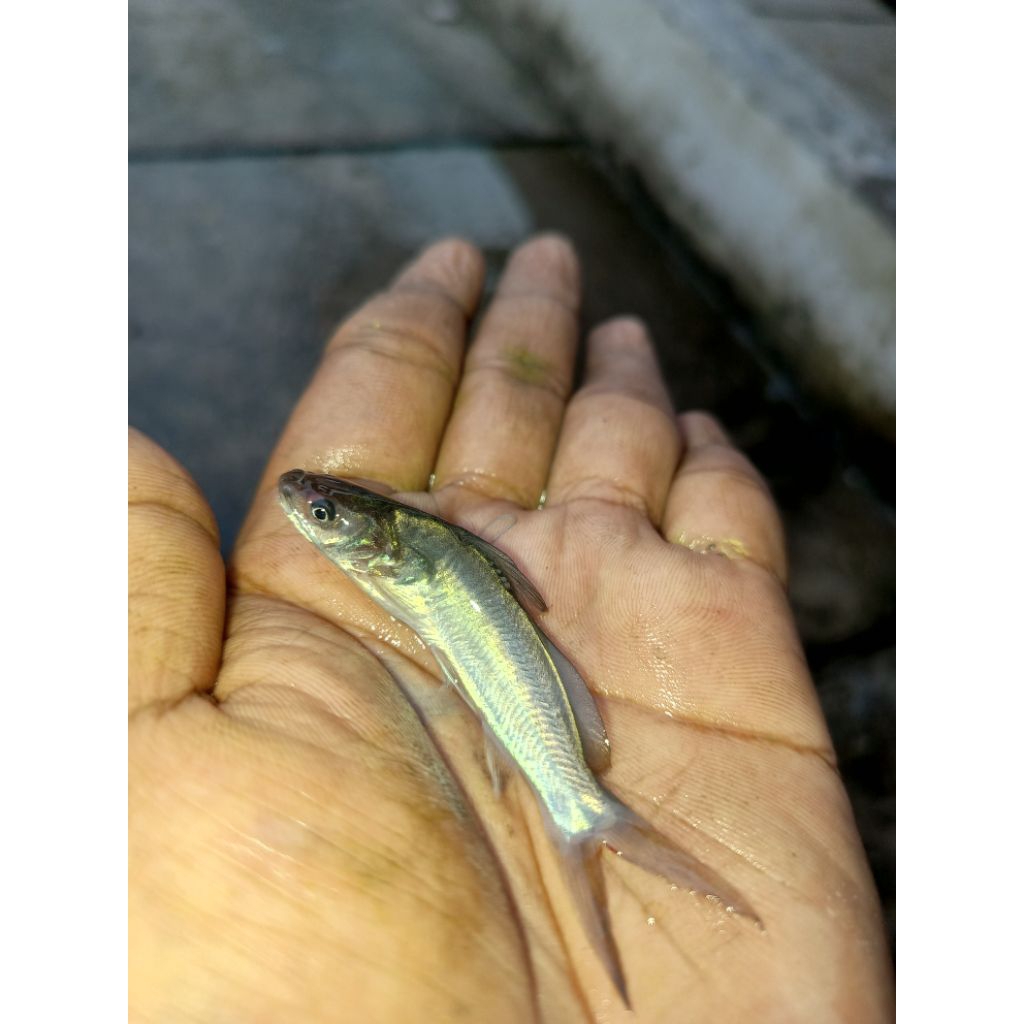 HIASAN AQUARIUM ( ISI 5 ) IKAN SENGEK/ENET/BAUNG