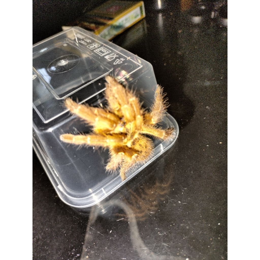 Pterinochilus Murinus orange Baboon tarantula