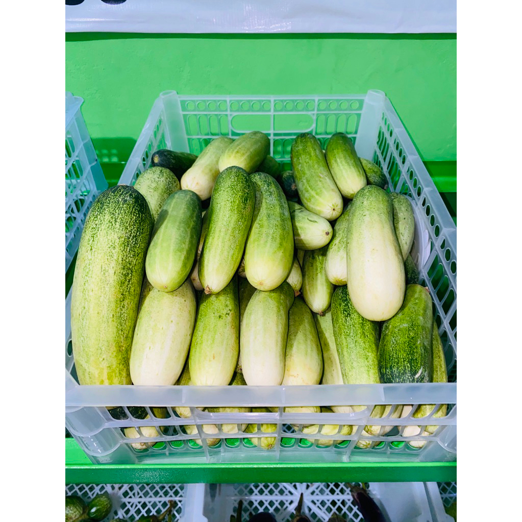 

TIMUN/KETIMUN/MENTIMUN