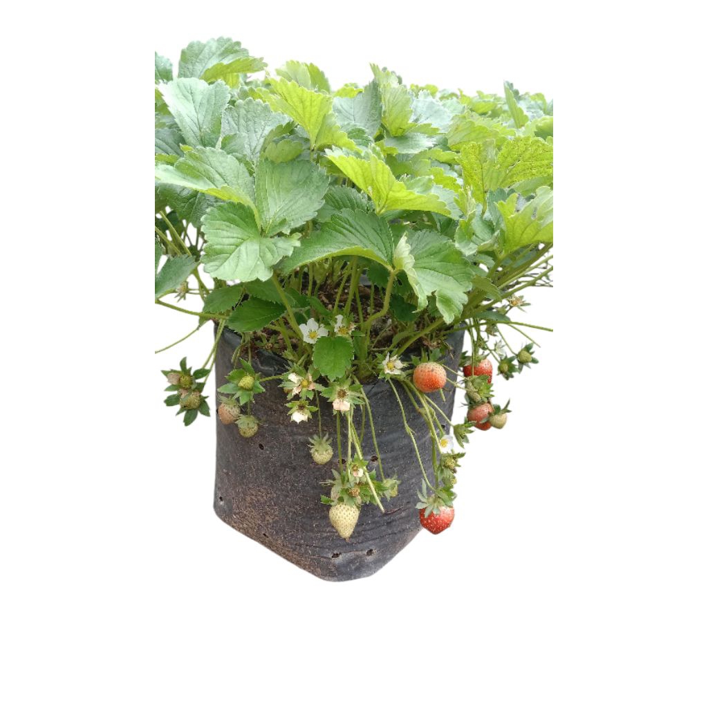 Bibit tanaman buah strawberry jenis mencir sudah berbunga