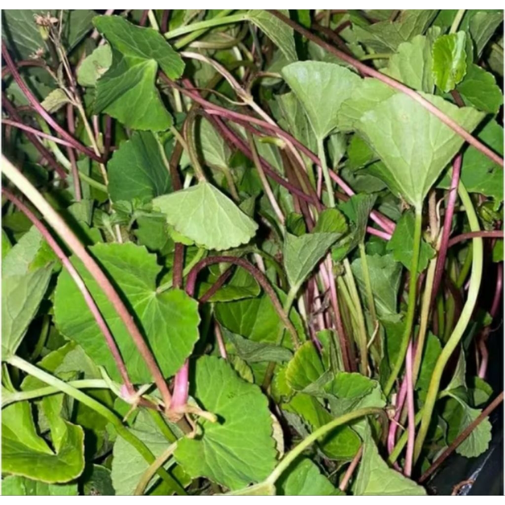 

DAUN PEGAGAN ATAU ANTANAN SEGAR (250GRAM)