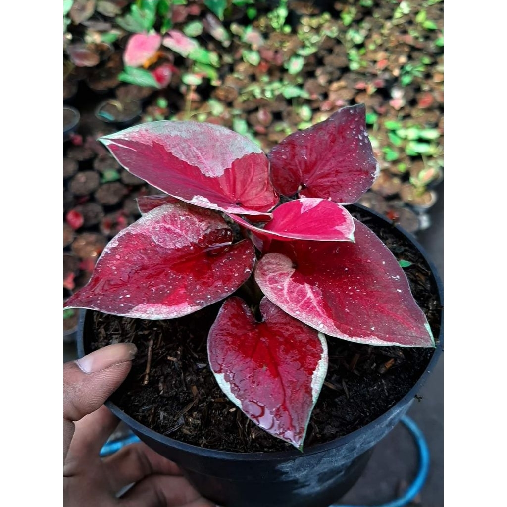 Tanaman Hias Caladium Dwi Warna Bibit Bonggol / Tanaman Bonggol Keladi Dwi Warna/ Bisa Cod
