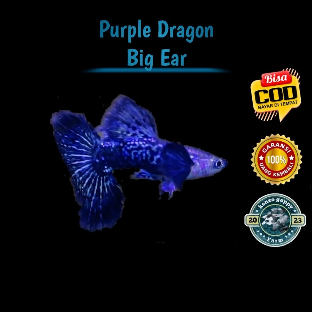 

Sticker Guppy Purple Dragon Pair