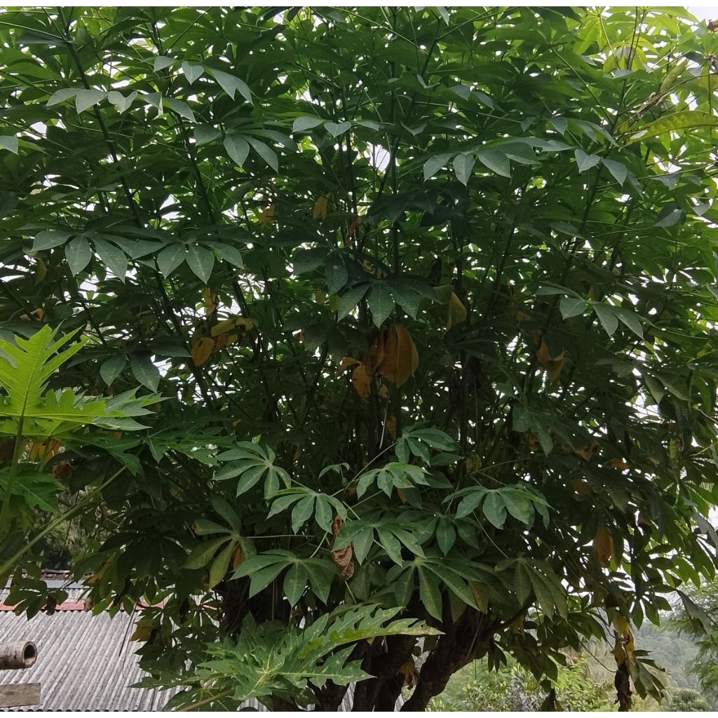 

bibit stek singkong karet telo karet pakan ternak murah