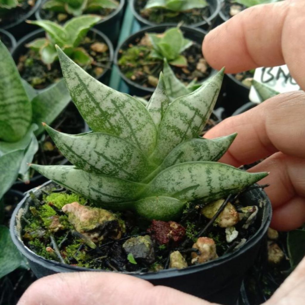 sansevieria bnc / boncel new clone