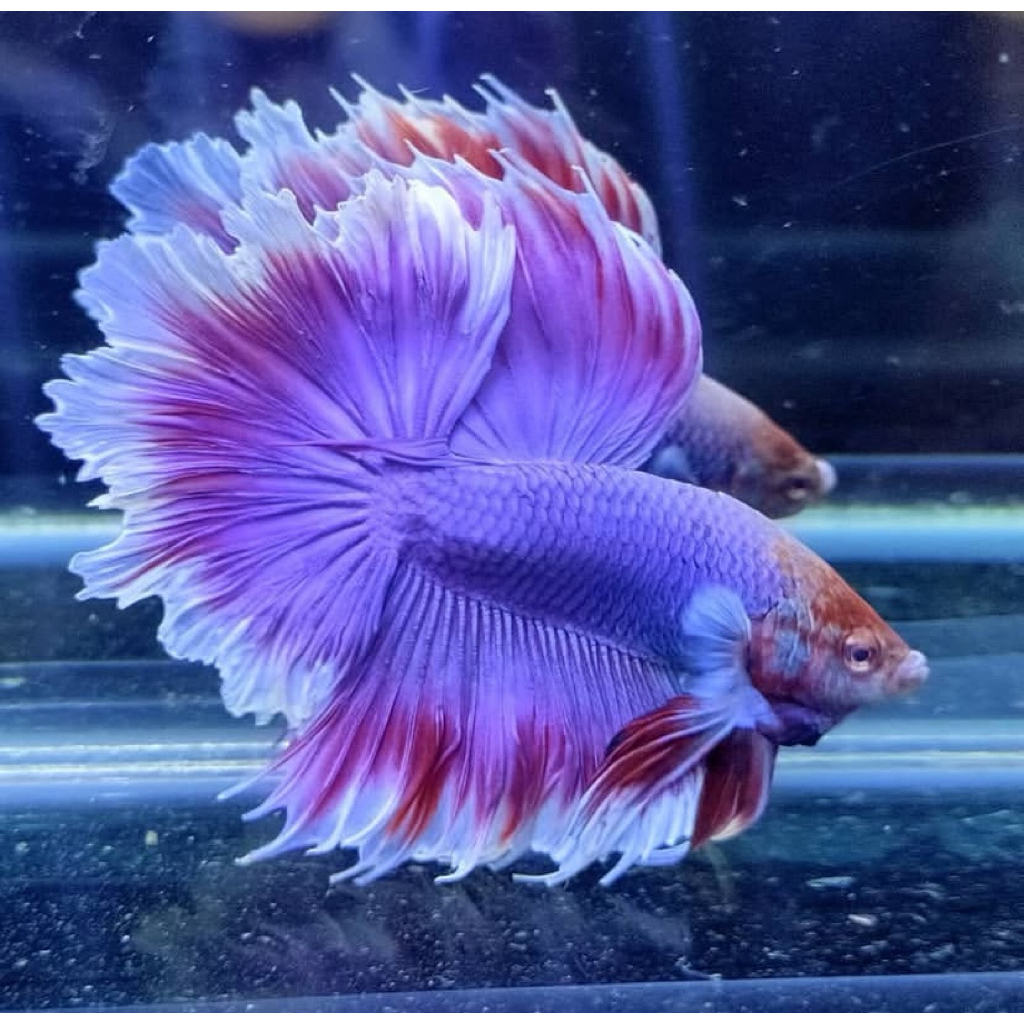 cupang halfmoon warna bagus, ekor lebar, jantan galak