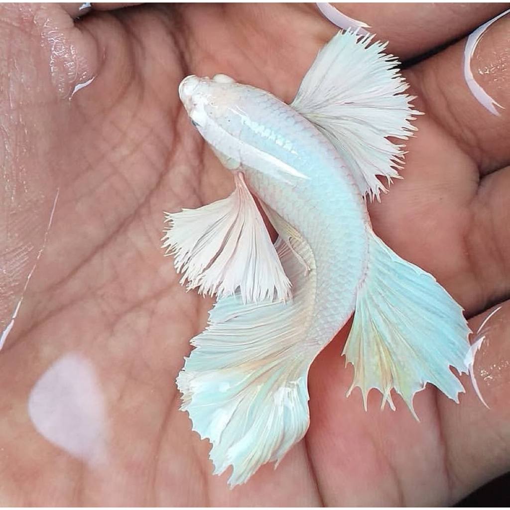 cupang plakat big ear, warna bagus, telinga lebar berkualitas