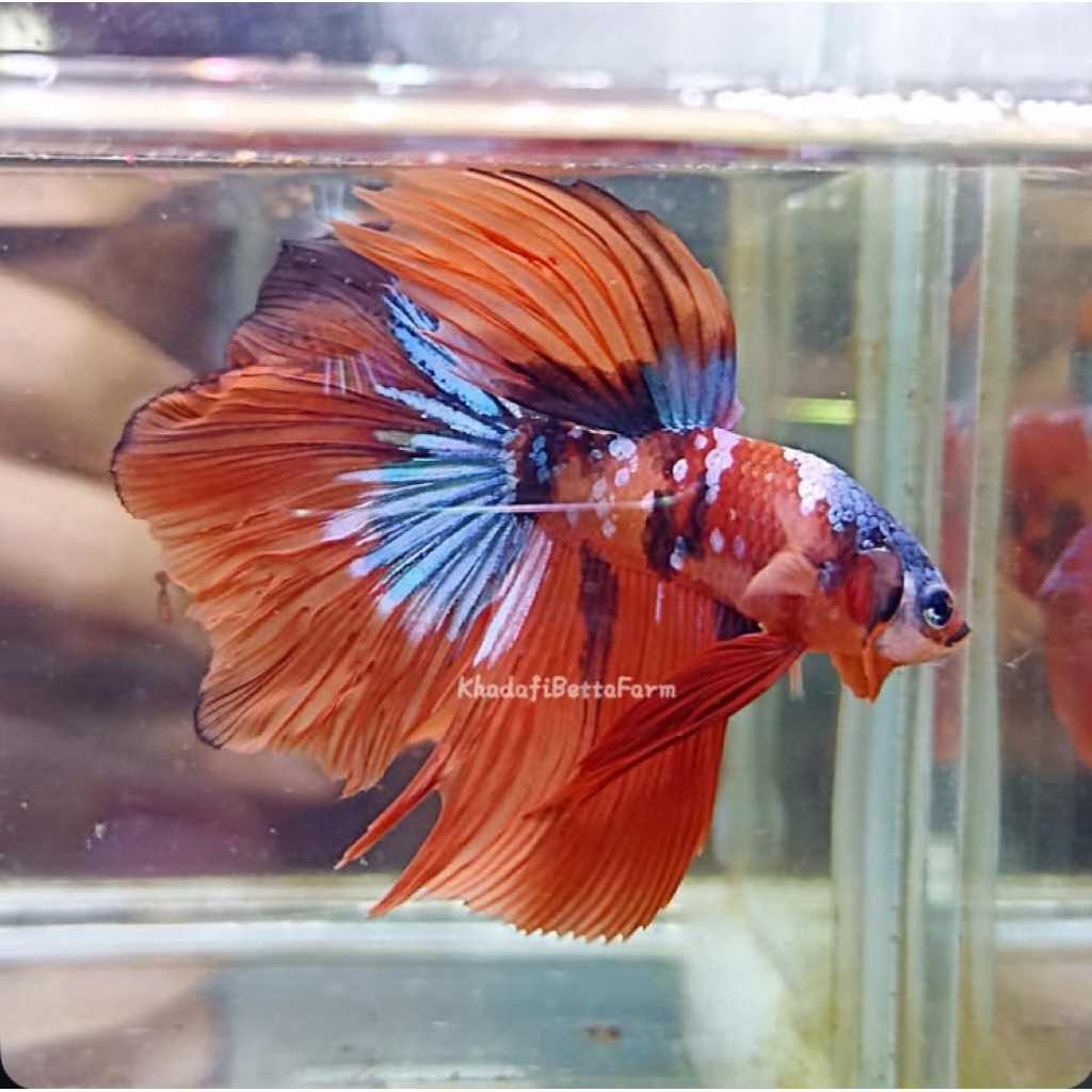 cupang halfmoon nemo galaxy full warna cantik