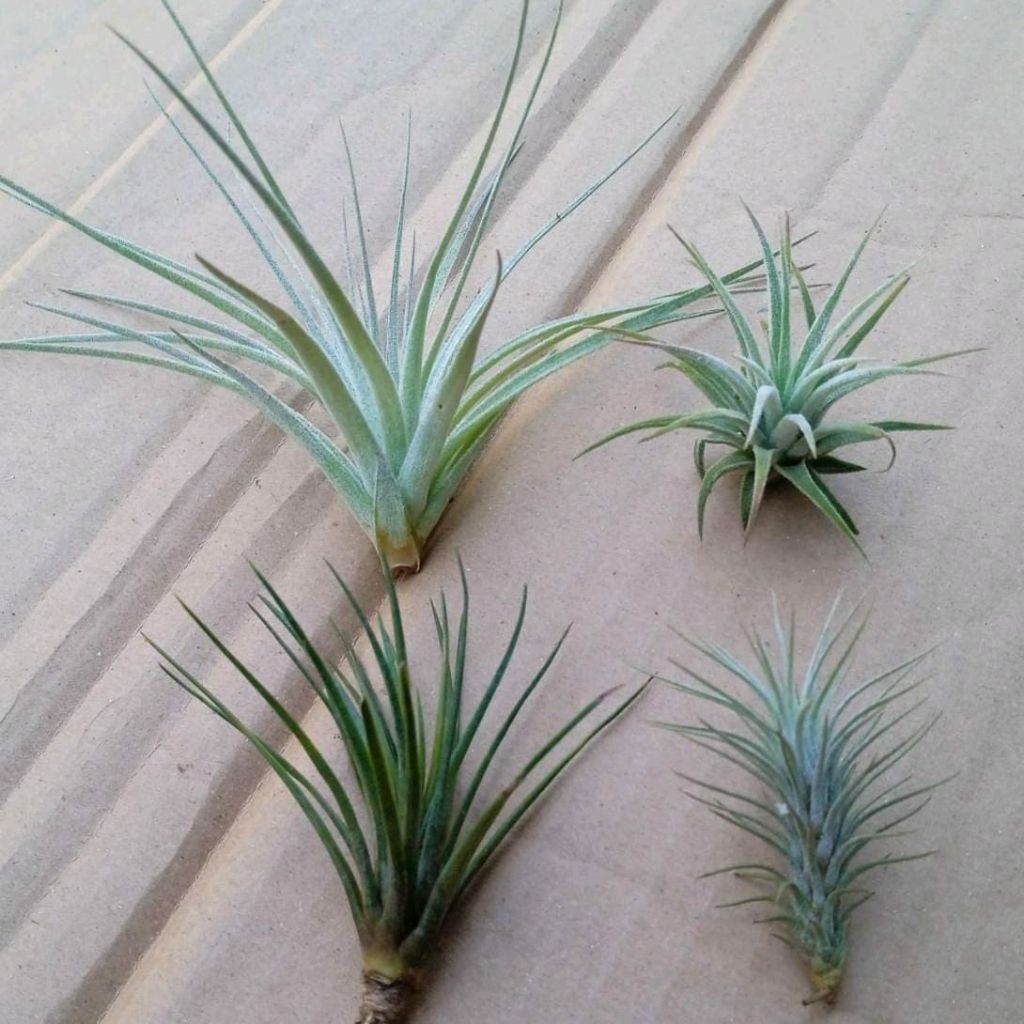 paket tanaman tillandsia ekonomis