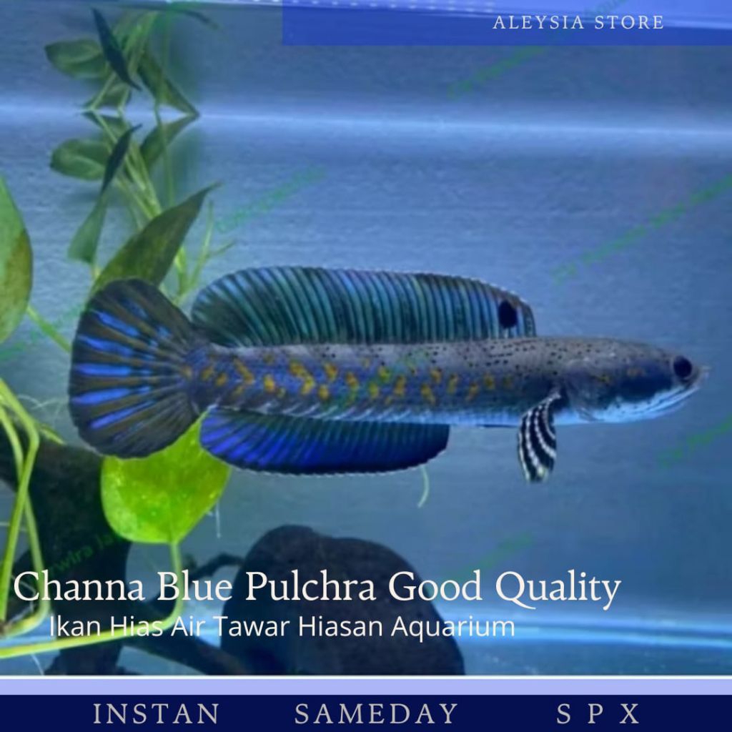 Hiasan Aquarium Channa Blue Pulchra Good Quality Size 7-10Cm
