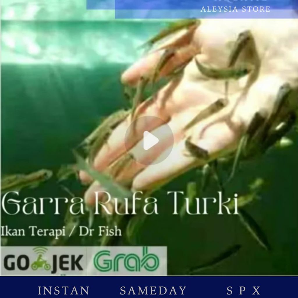 Ikan Terapi DR Fish Garra Rufa Turki Paket 100ekor