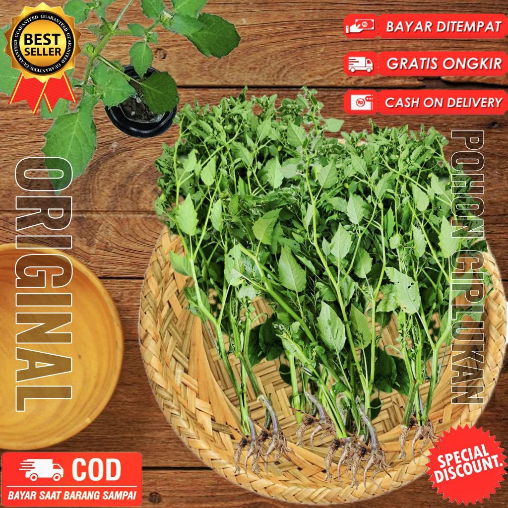 

Ciplukan cecendet daun batang dan akar utuh dicabut dadakan saat dipesan 1kg