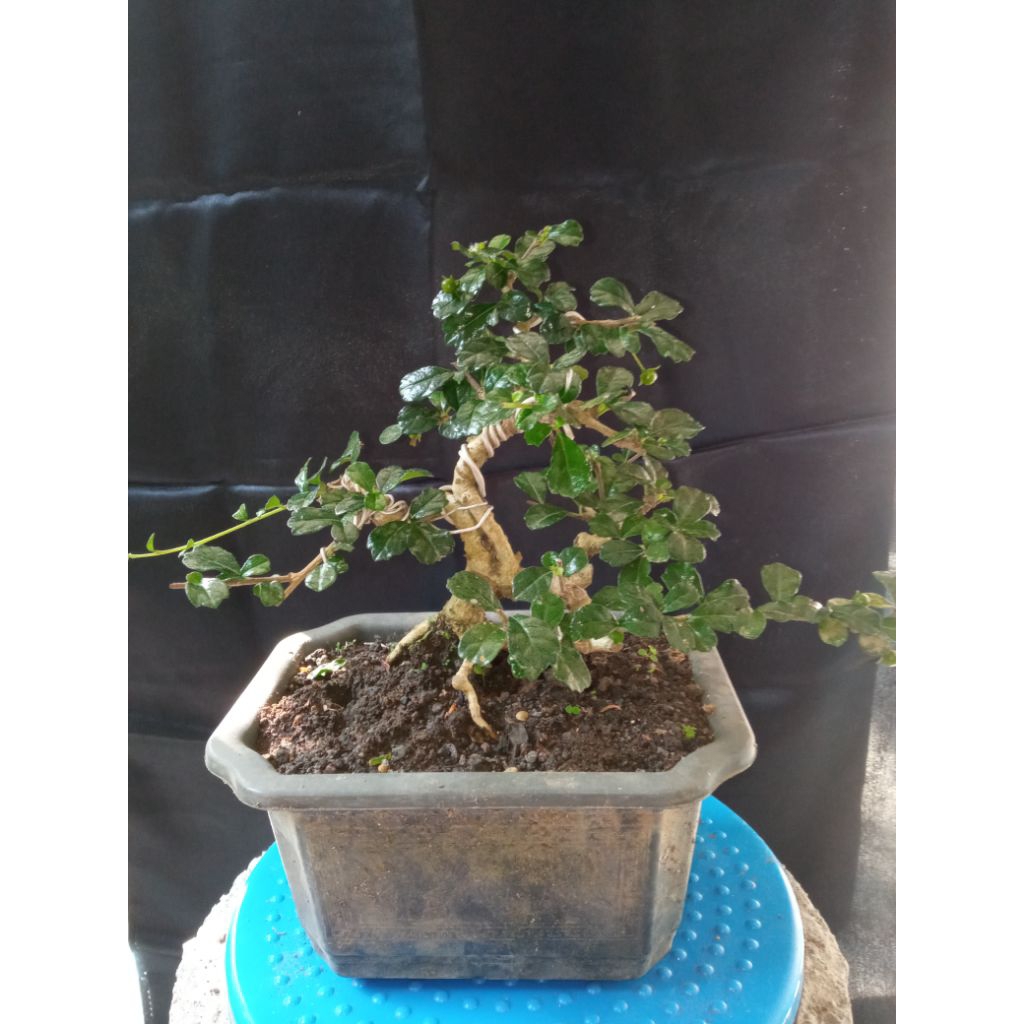 Bonsai hokianti
