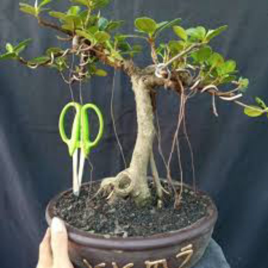 Bonsai mini beringin