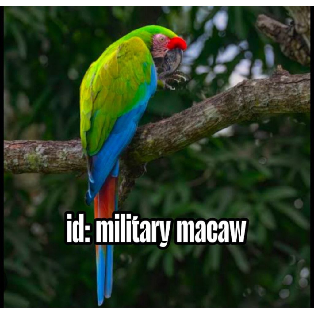 

Telur fertil siap tetas macaw military 2 butir 100% menetas