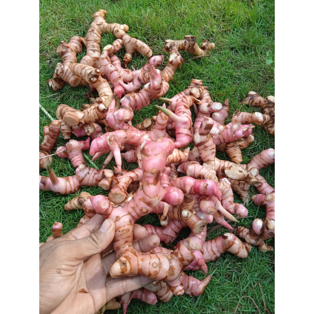 

Lengkuas merah fress 1kg /Laos merah /Laja beureum