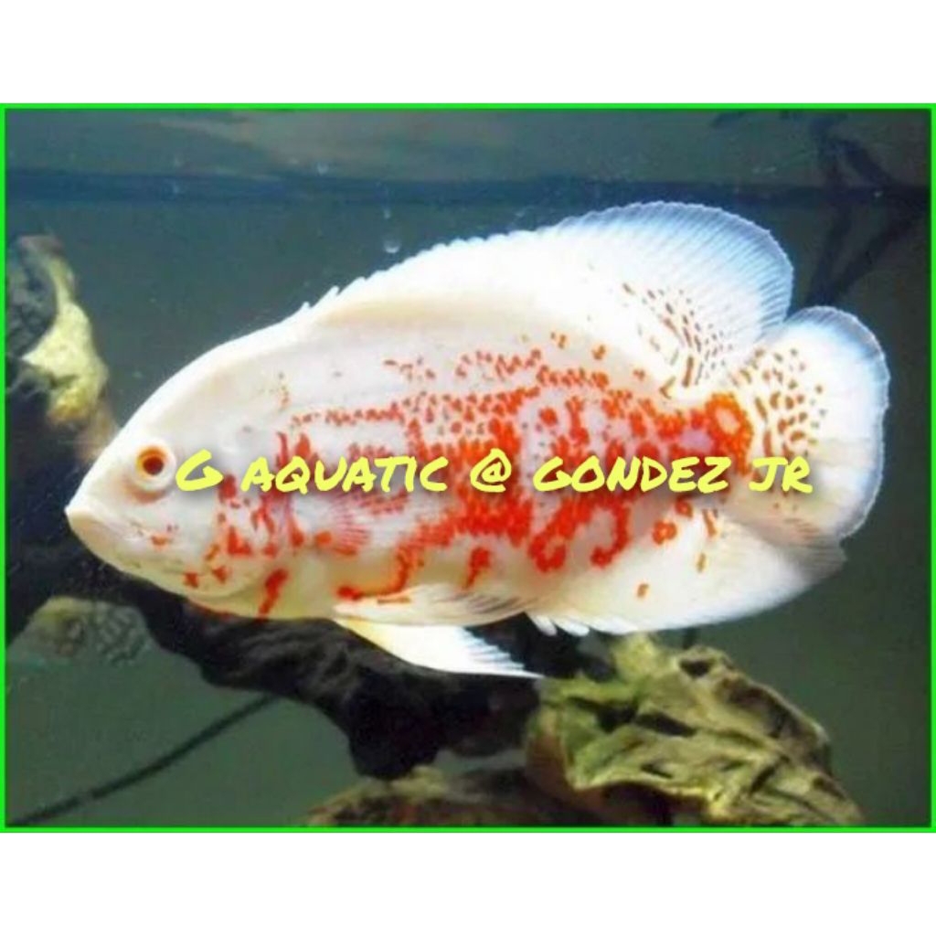ikan Oscar Tiger Paris albino size 8-9cm