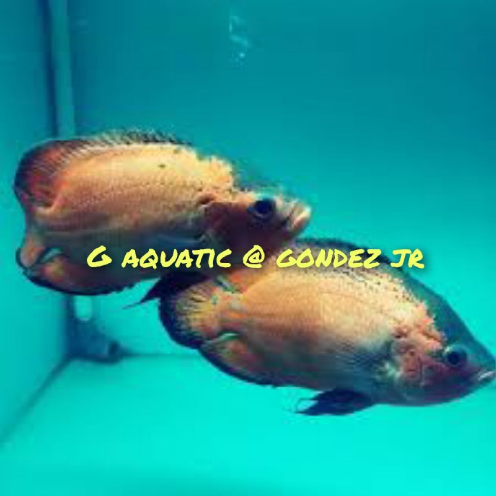 ikan Oscar Paris tembaga size 8-9cm