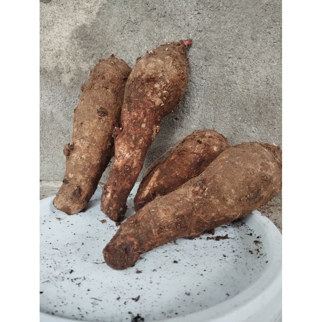 

buah keladi talas 1 kg